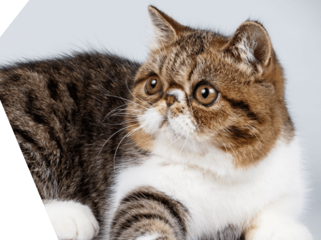 Gato Exótico