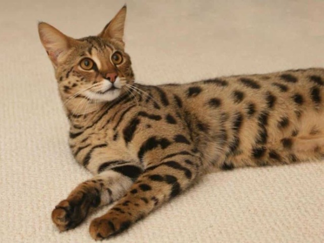 Savannah