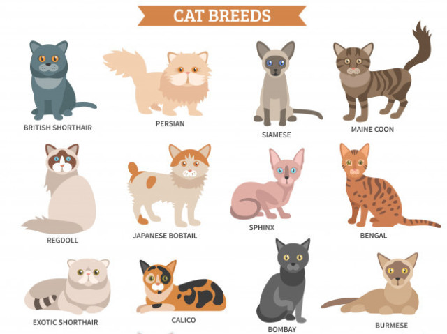Qual raça de gato você deveria ter?