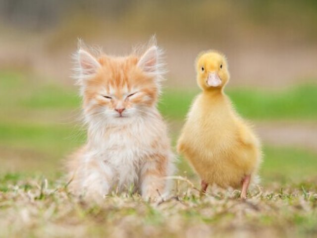 Qual Animal De Estimação Combina Com você?