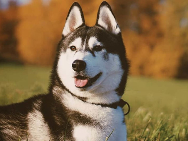 Husky Siberiano