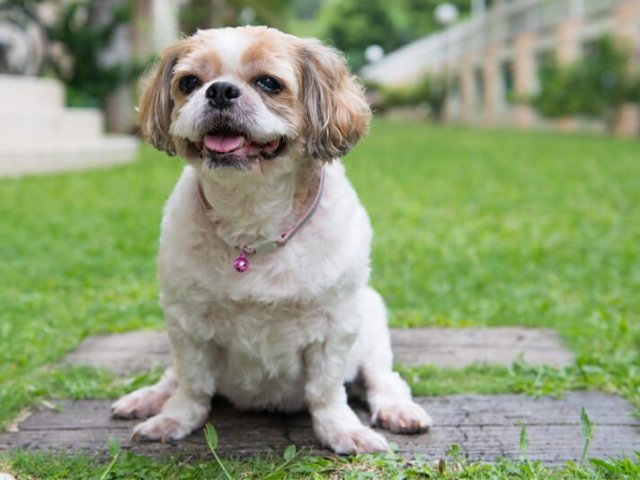 Shih Tzu