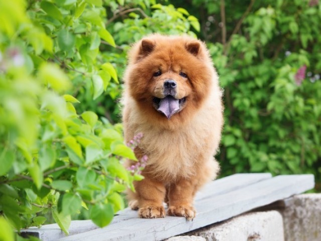 Chow Chow