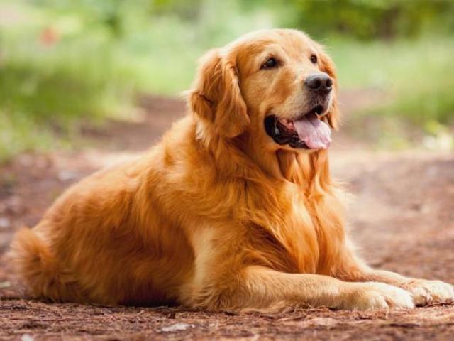 Golden Retriever