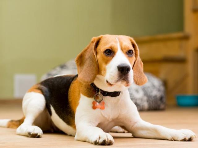 Beagle