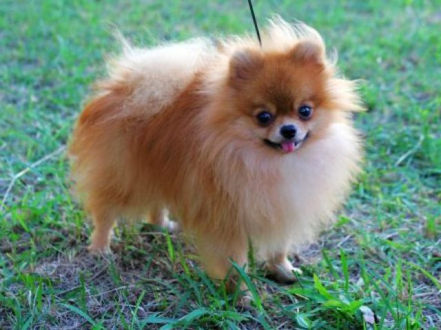 Lulu da Pomerânia