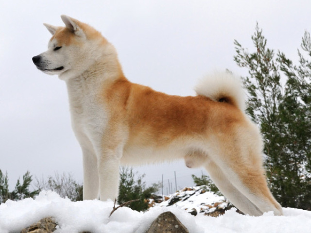 Akita