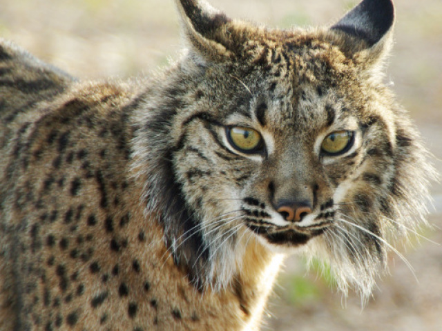 Lince