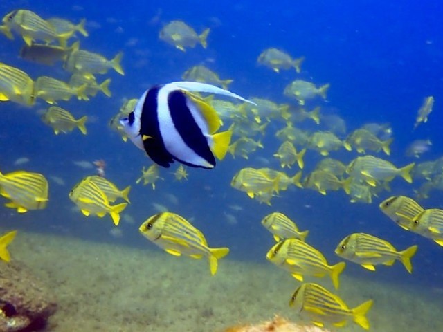 Peixe