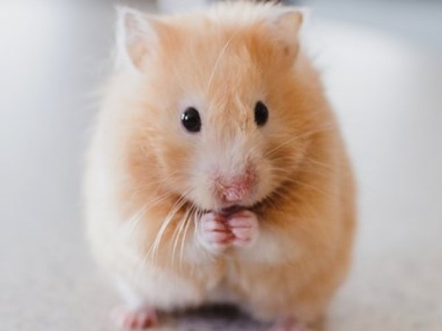 Hamster