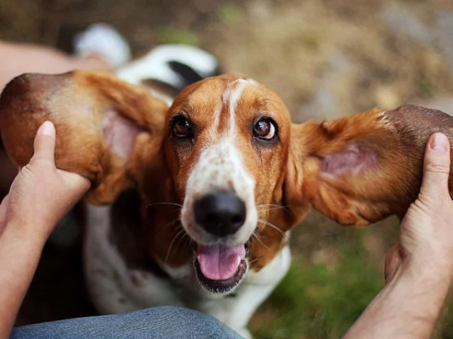 Qual a raça de cão que mais combina consigo?