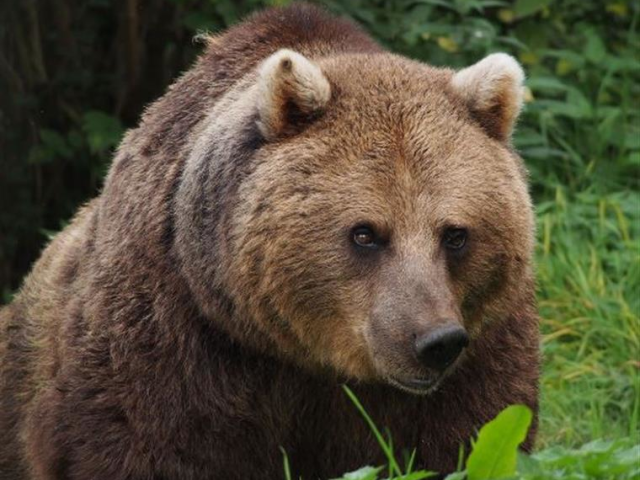 Urso