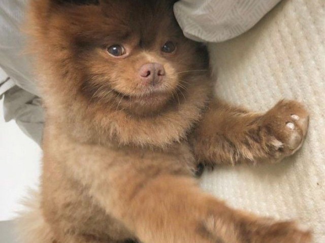 Qual a raça de cachorro perfeita para você? (porte pequeno)