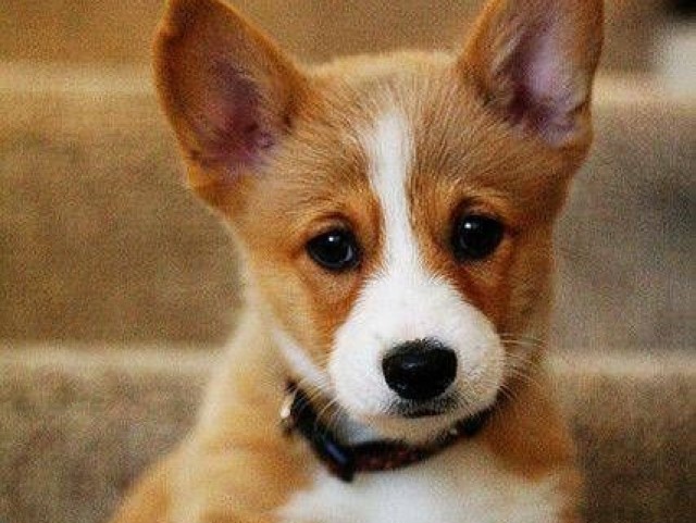 Welsh corgi pembroke