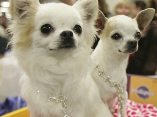 Chihuahua