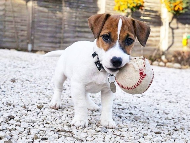 Jack Russel terrier