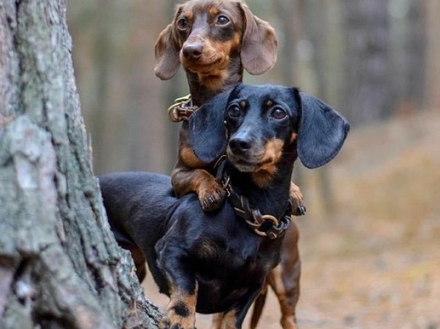Daschund