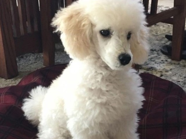 Poodle Toy