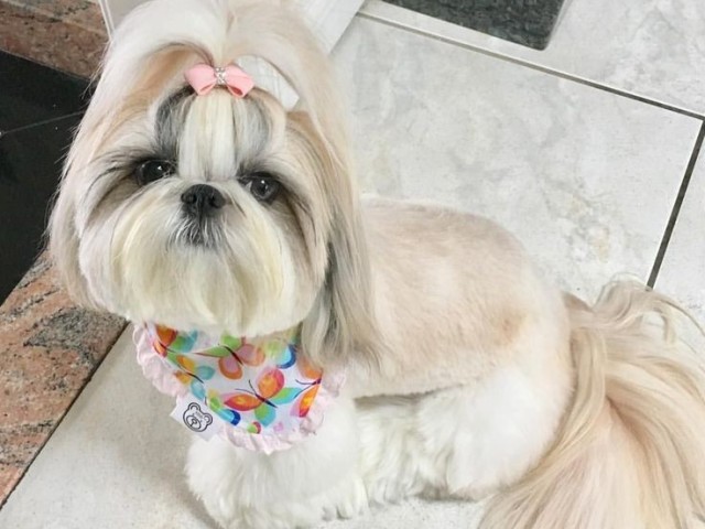 Shih Tzu