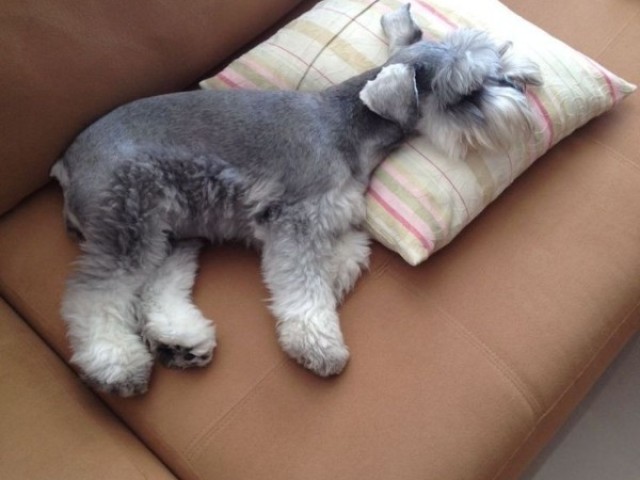 Schnauzer Miniatura