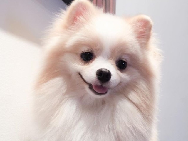 Lulu da Pomerânia