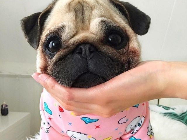 Pug