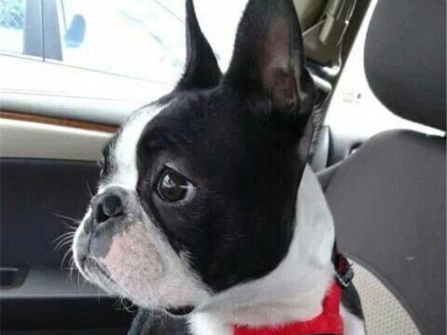 Boston Terrier