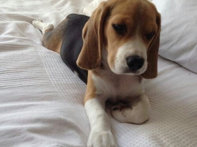 Beagle