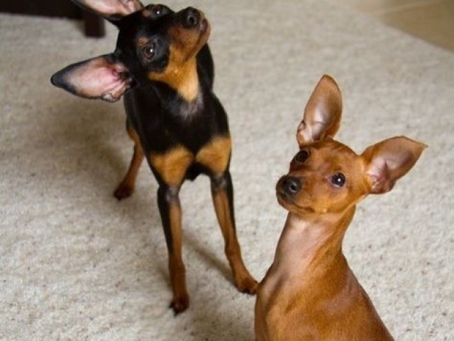 Pinscher