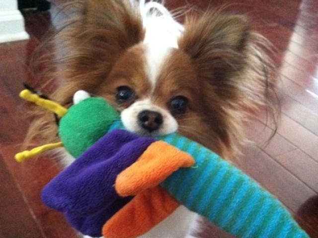 Papillon