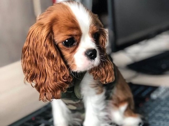Cavalier king charles spaniel