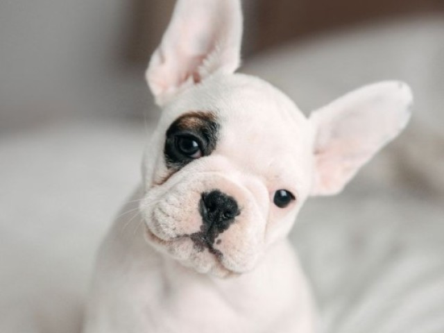 Bulldog francês