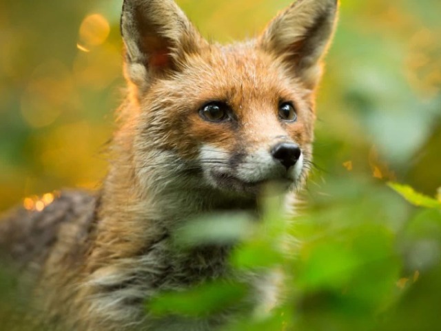 Raposa