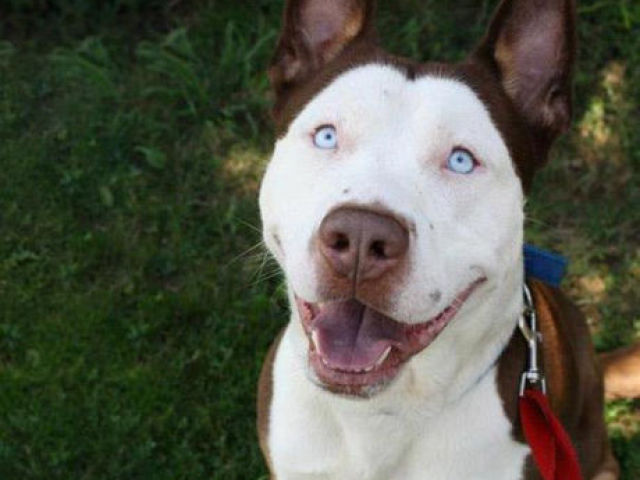 9. Pitbull + Husky