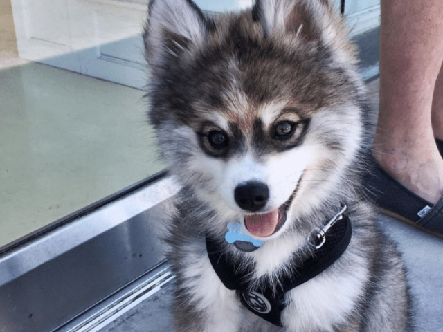 Husky siberiano +Lulu da Pomerânia