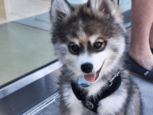 8. Husky siberiano +Lulu da Pomerânia