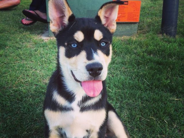 9. Pitbull + Husky