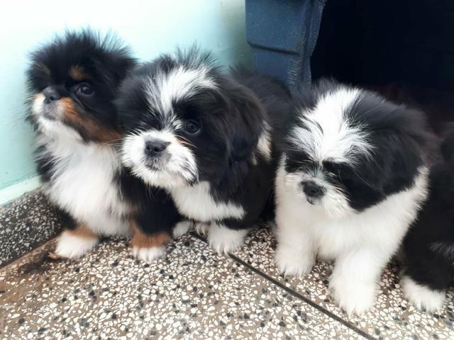 Pêquines + Lhasa