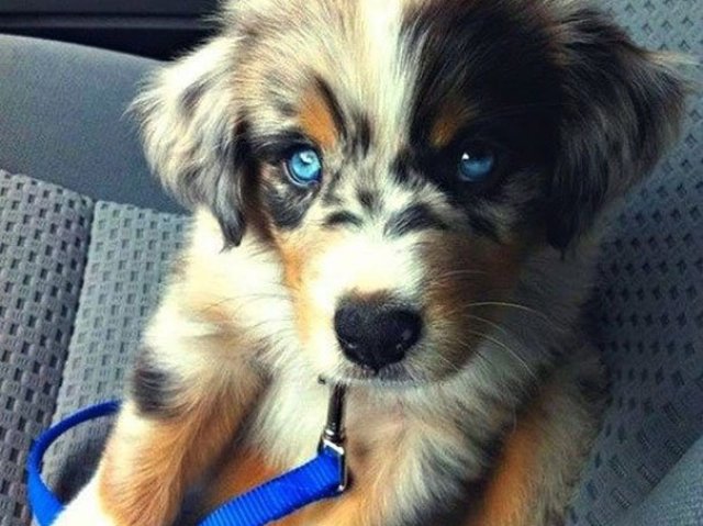 Husky Siberiano + Golden Retriever