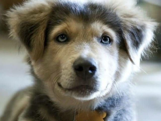 10. Husky Siberiano + Golden Retriever