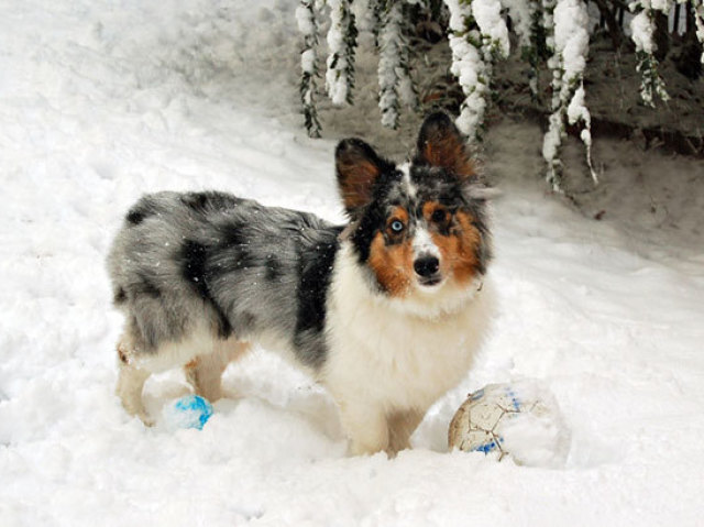 5. Corgi + Pastor-de-shetland