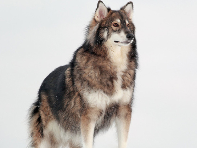 Malamute-do-alasca + Pastor alemão