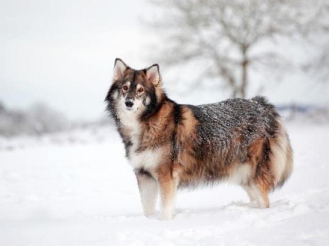 6. Malamute-do-alasca + Pastor alemão