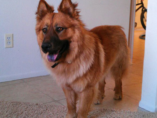 Chow Chow + Pastor alemão