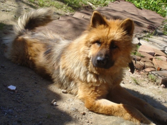Chow Chow + Pastor alemão
