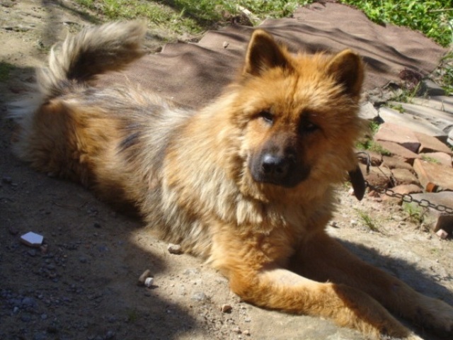 2. Chow Chow + Pastor alemão