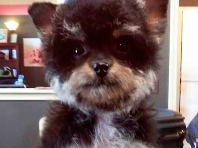 3. Yorkshire Terrier + Poodle