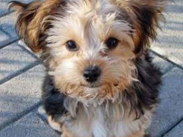 3. Yorkshire Terrier + Poodle