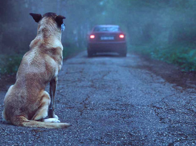 abandono de animais