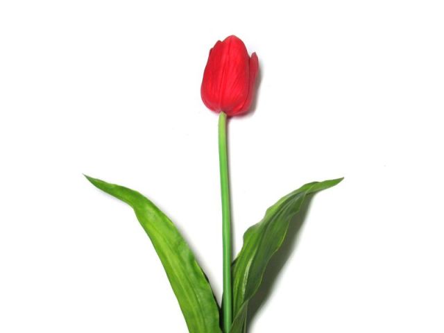 Tulipa